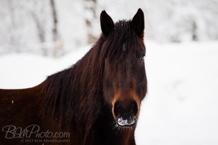 Kierstead-Horses-4556_PROOF